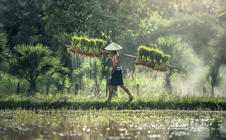 Mountain Rice Field, tree, photography, green, asia Free HD Wallpaper