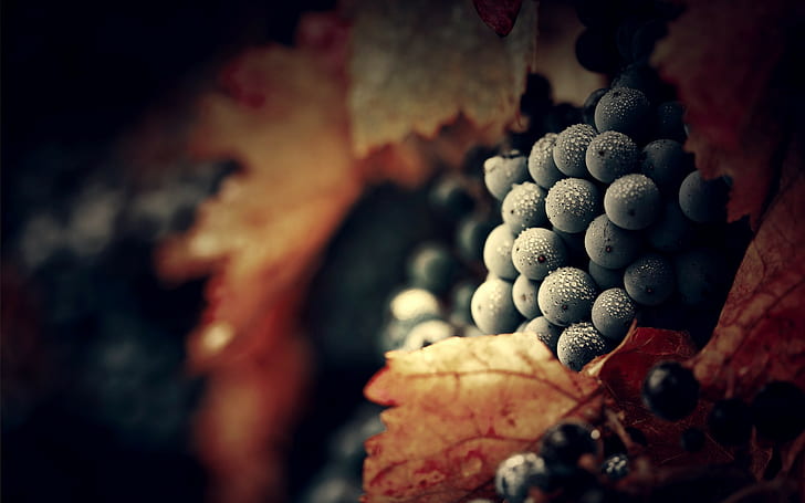 nature, red, selective focus, vineyard Free HD Wallpaper