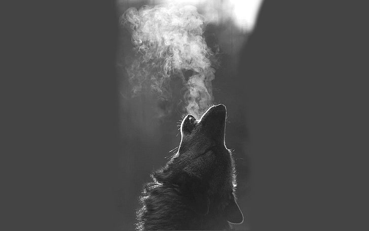 Pack of Wolves Howling, mouth open, silhouette, heat  temperature, black background