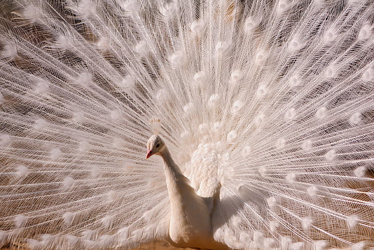 Pink Peacock Feathers, tonis, nikon  d700, wildlife, rothenburg  switzerland Free HD Wallpaper