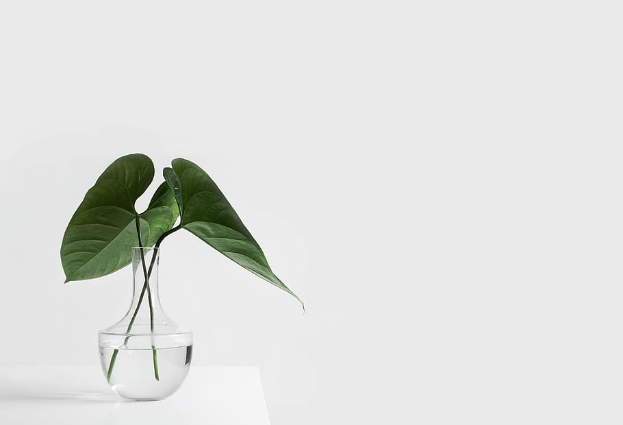 Plant Aesthetic, white color, freshness, no people, white background Free HD Wallpaper