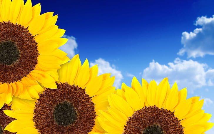 pure, sunflowers, white, yellow Free HD Wallpaper