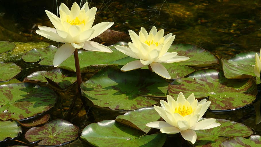 Real Lotus Flower, no people, flowering plant, blossom, natural Free HD Wallpaper