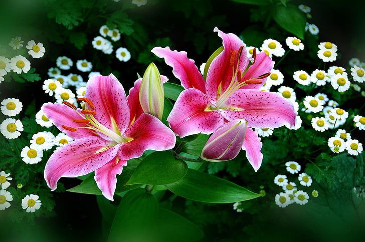 Red Lilies Flowers, spring, inflorescence, leaf, stamen Free HD Wallpaper