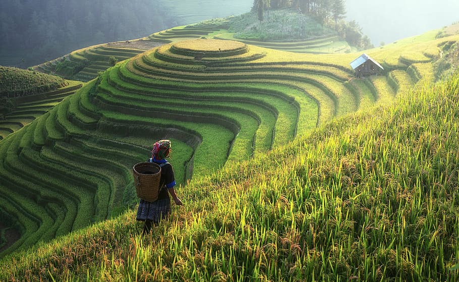 Rice Paddy Worker, environment, scenics  nature, yellow, nature Free HD Wallpaper