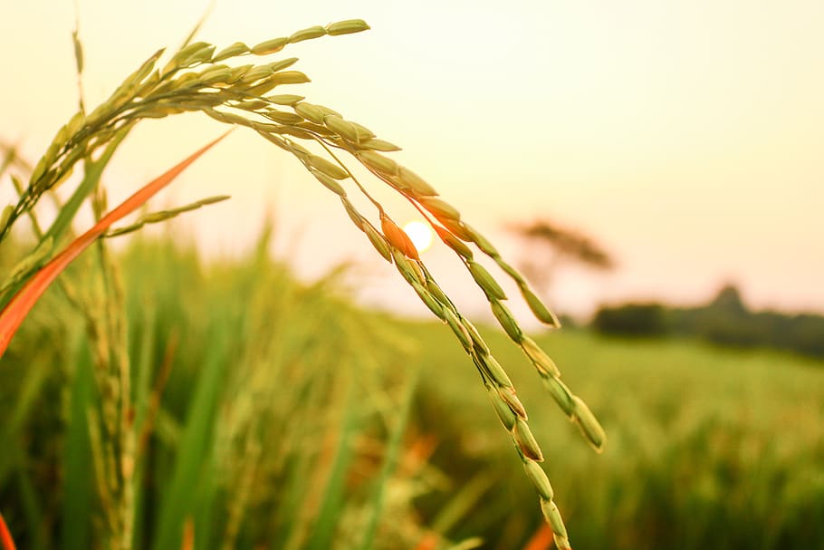 Rice Plant Flower, rye  grain, plant, oat  crop, green color