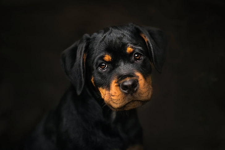 Rottweiler Black and White, black color, domestic, rottweiler, one animal Free HD Wallpaper