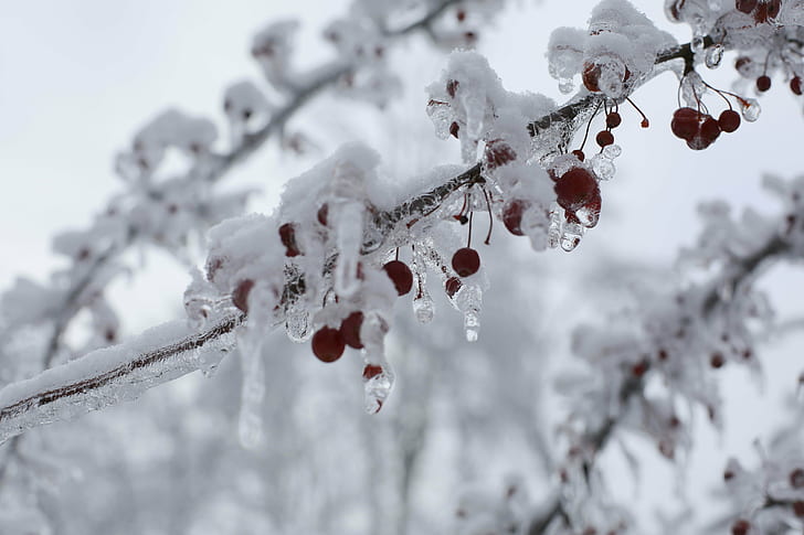 Simple Full Moon Ritual, weather, icicle, holidays, tree Free HD Wallpaper