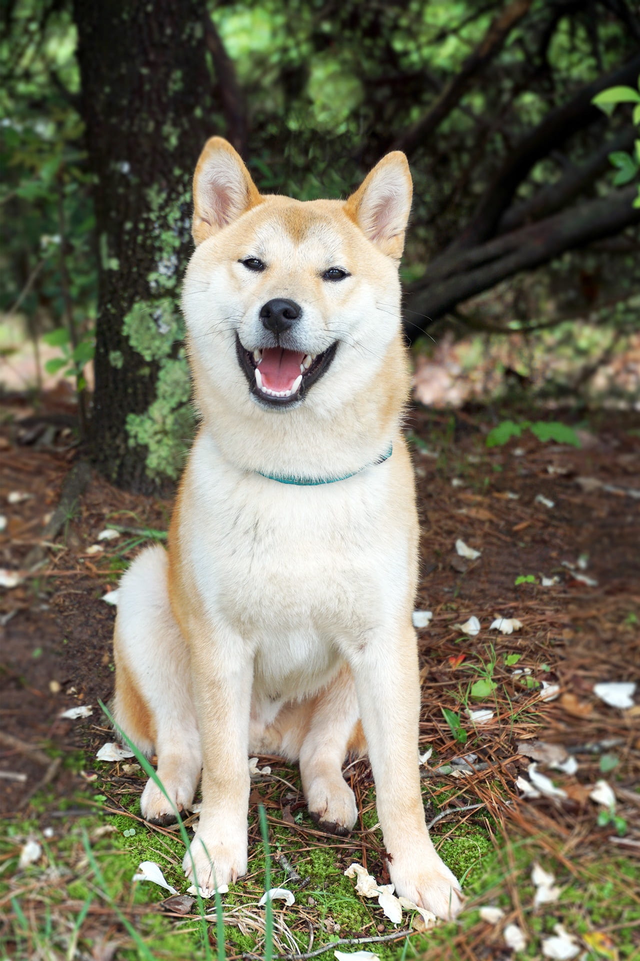 Temperament of Shiba Inu Dogs, outdoor, outdoors, pets, looking at camera