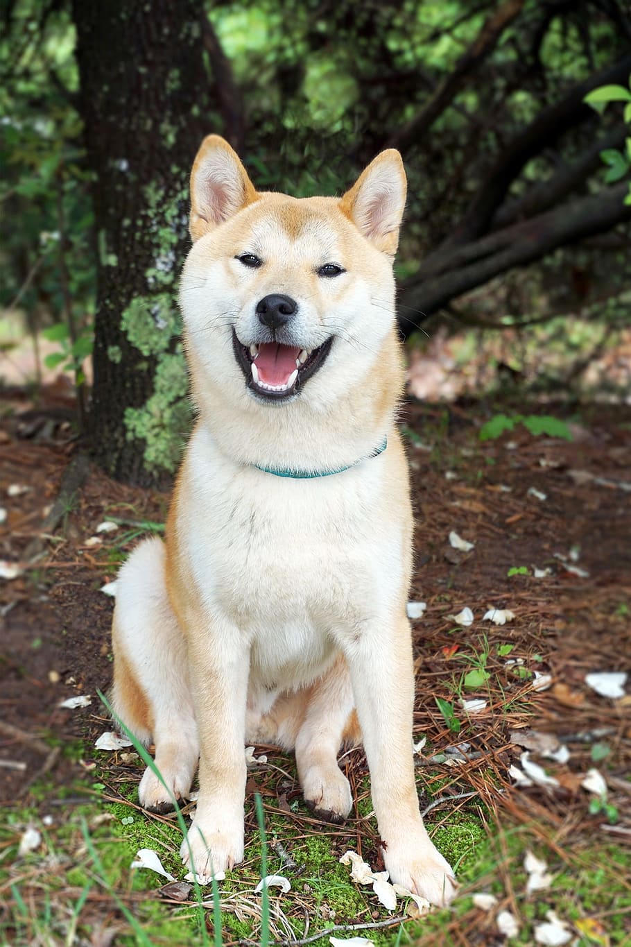 Temperament of Shiba Inu Dogs, outdoor, outdoors, pets, looking at camera Free HD Wallpaper