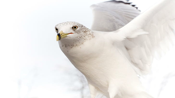 Two White Doves, hdp, dove pure white bird hd, white be, pure Free HD Wallpaper