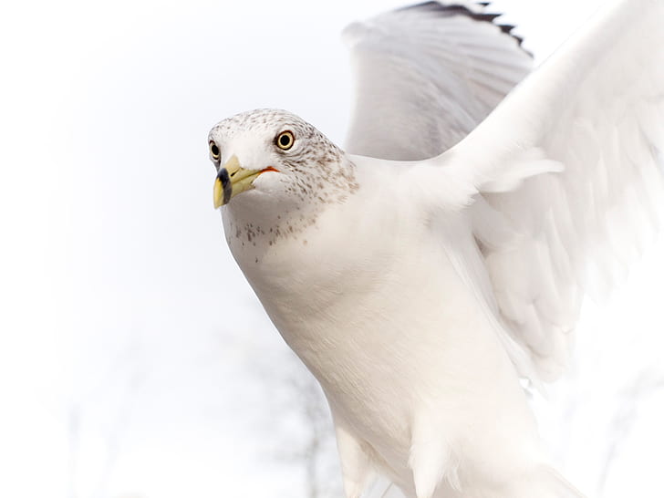 White Dove Colour, pure, white, bird, dove