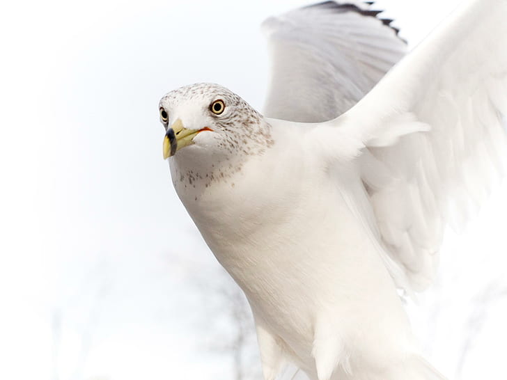 White Dove Pet, Pure, dove, white, pure