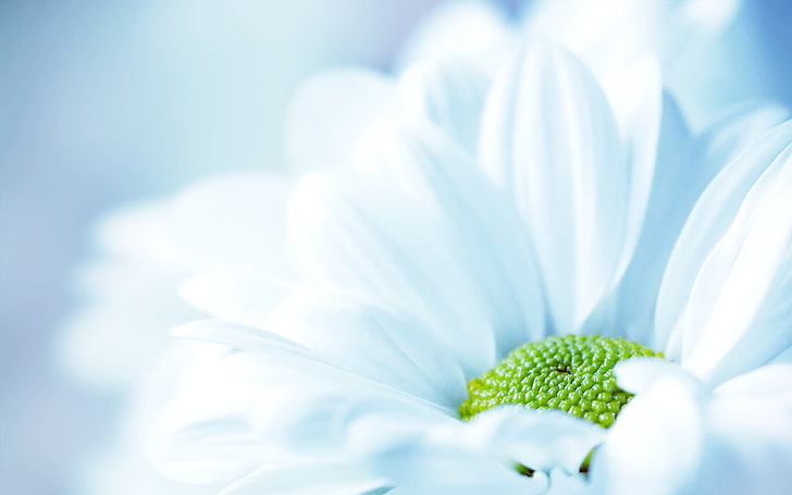 White Floral, gerbera, plant part, no people, summer Free HD Wallpaper