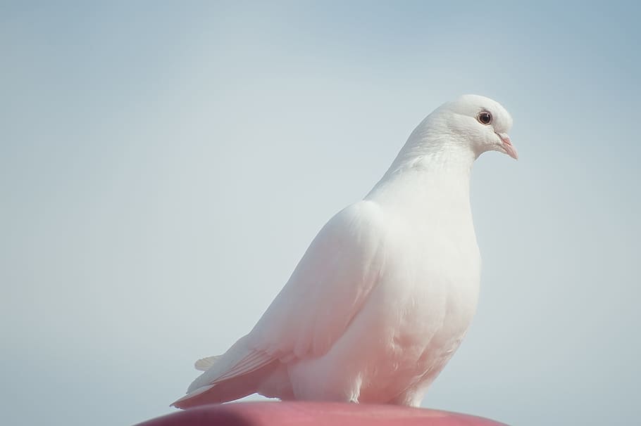 White Swan, no people, seagull, day, closeup Free HD Wallpaper