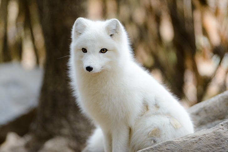 Adult Arctic Fox, arctic  fox, pets, sun, outdoors Free HD Wallpaper