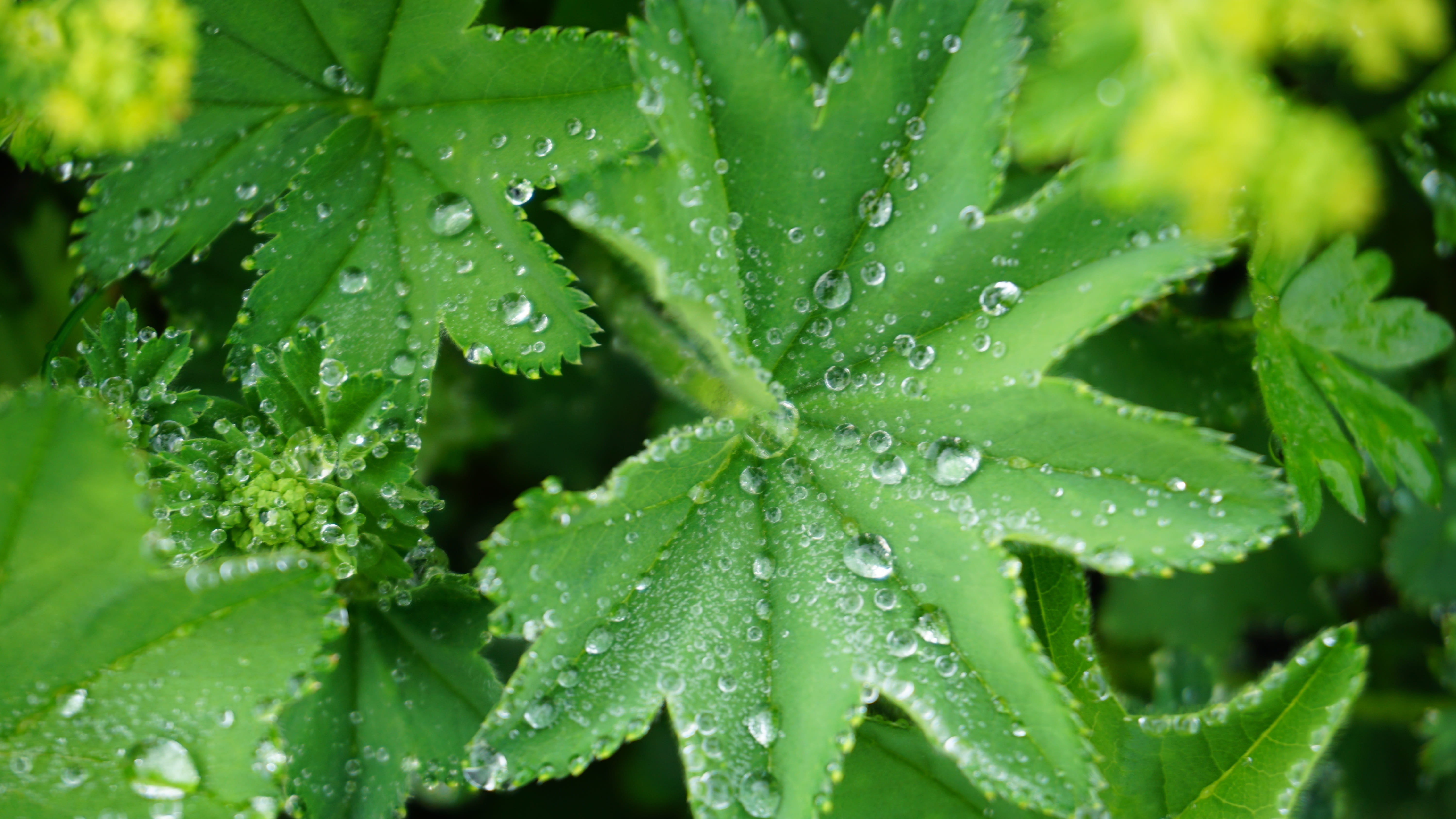 Alchemilla Alpina, closeup, no people, rainy season, plant
