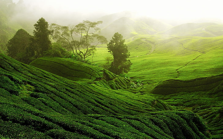 Amazing Nature Photography, terraces, asia, leaf, plant Free HD Wallpaper