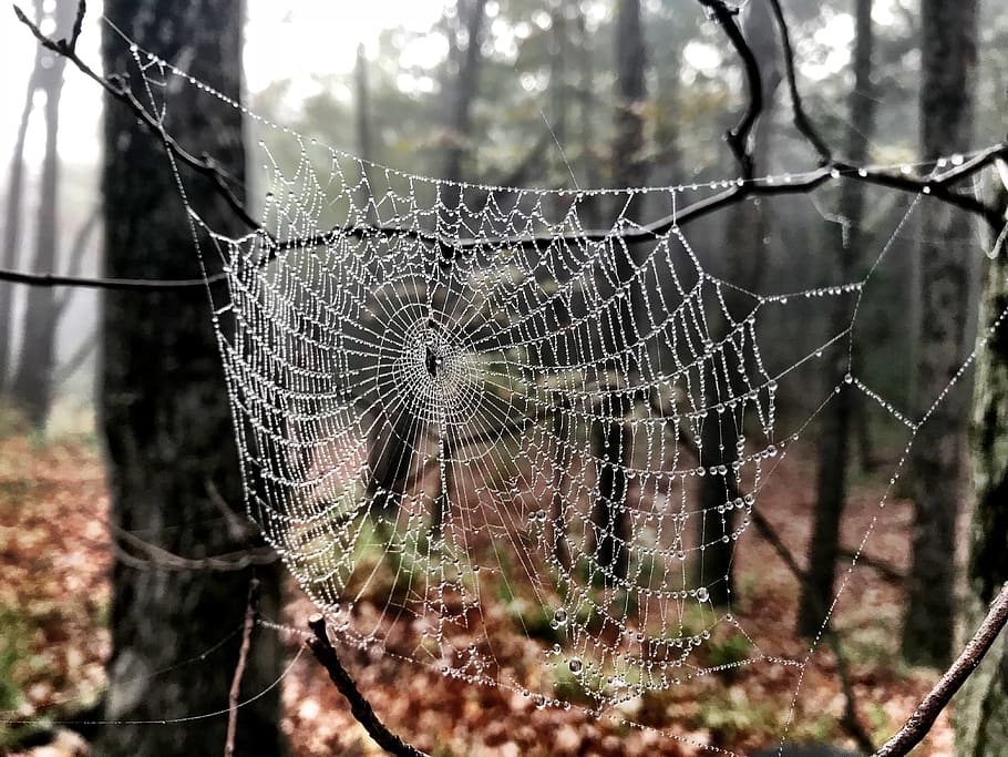 Australia Spider Trees, day, natural pattern, beauty in nature, animal themes