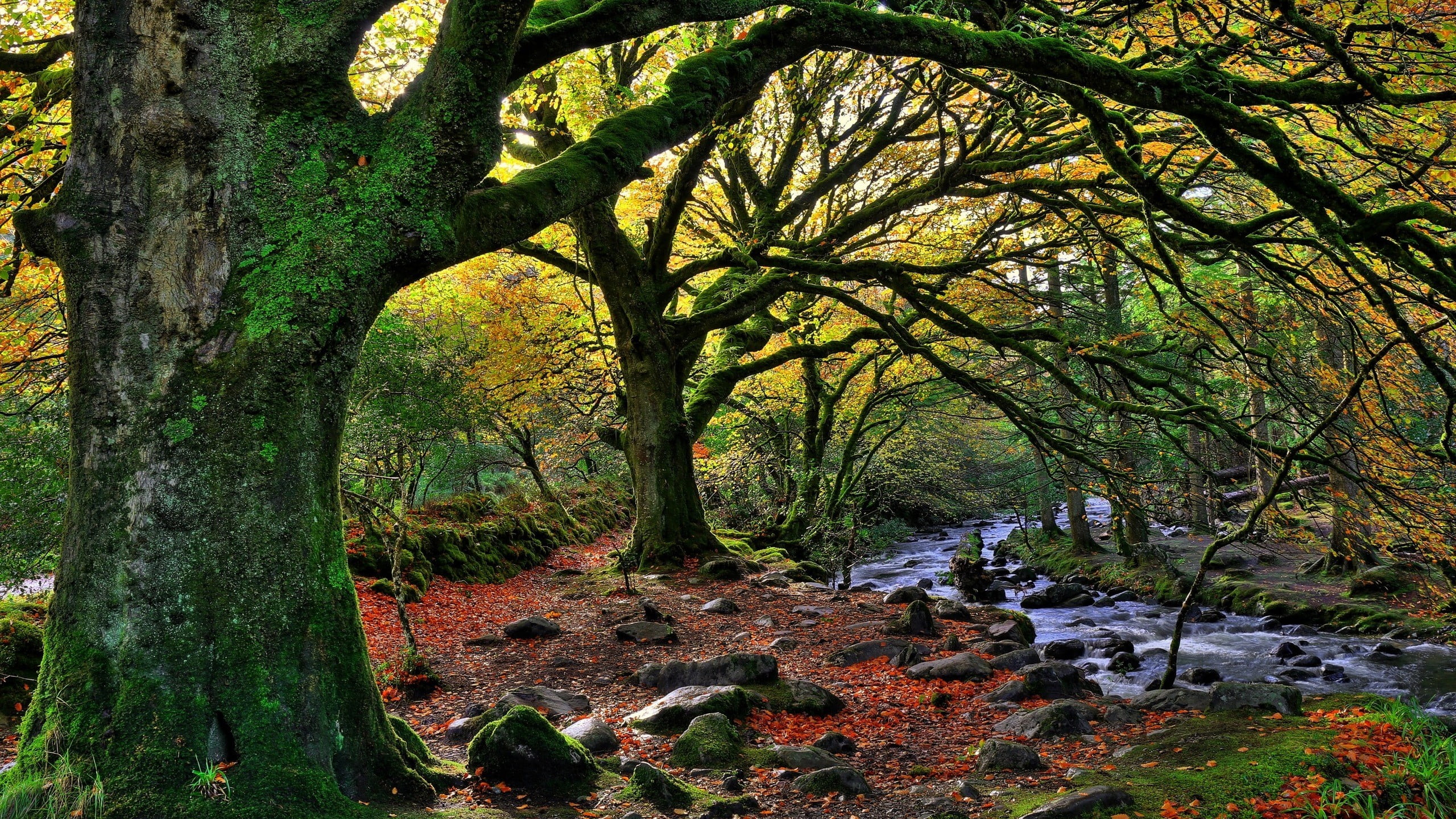 autumn, trees, outdoors, no people
