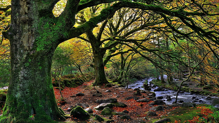 autumn, trees, outdoors, no people Free HD Wallpaper