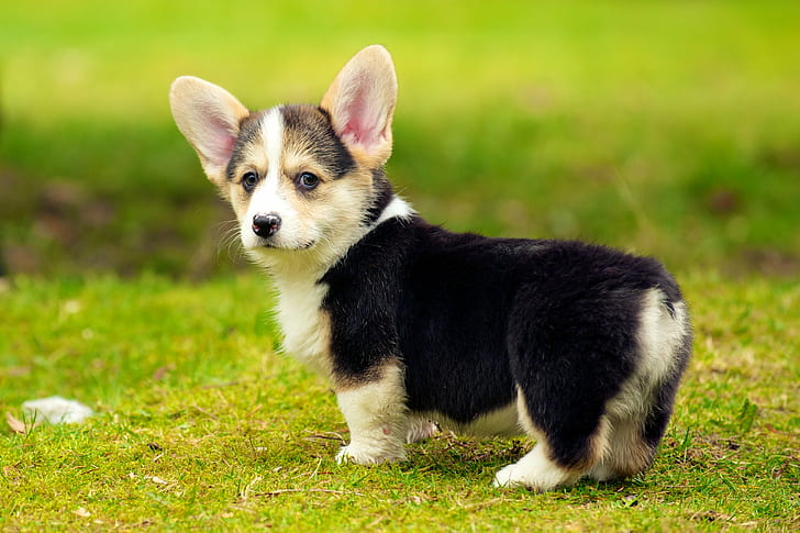 Beagle Puppies, outdoors, purebred dog, small, zoom Free HD Wallpaper