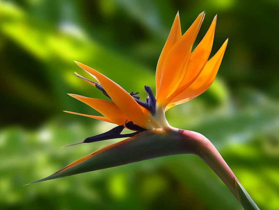 Bird Paradise Flower Plant, fragility, springtime, focus on foreground, flowers Free HD Wallpaper