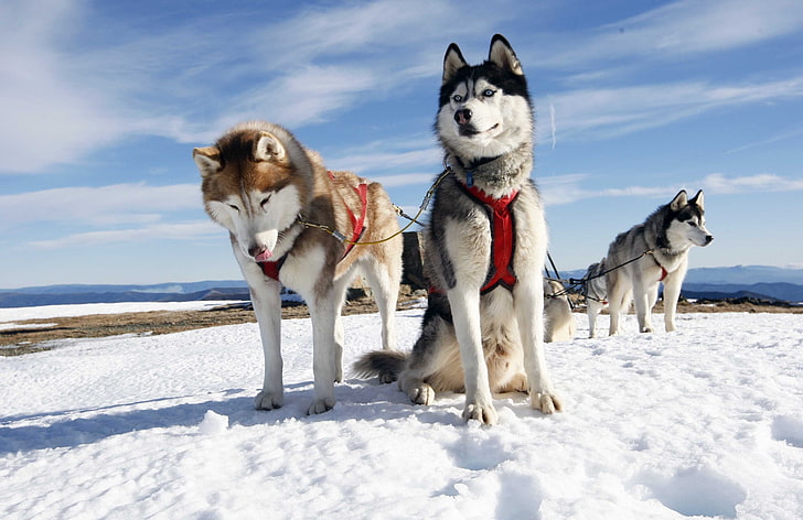 Black Alaskan Husky, siberian husky, purebred dog, land, no people