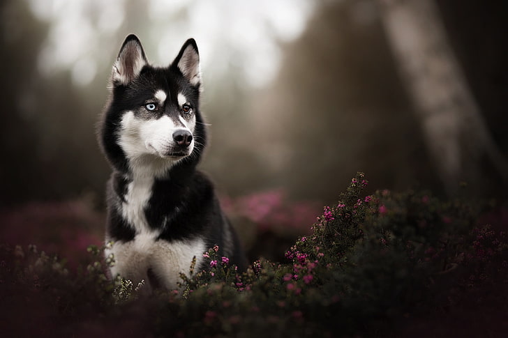 Black Siberian Husky, flower, young animal, pets, autumn Free HD Wallpaper