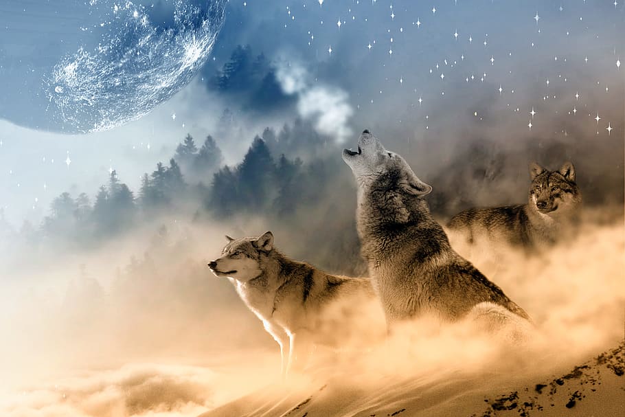 Black Wolf Howling at the Moon, fierce, one animal, predator, cloud  sky Free HD Wallpaper