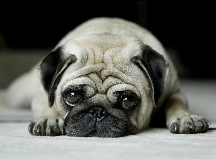 Blue Pug Puppies, no people, animal themes, lying down, animals Free HD Wallpaper