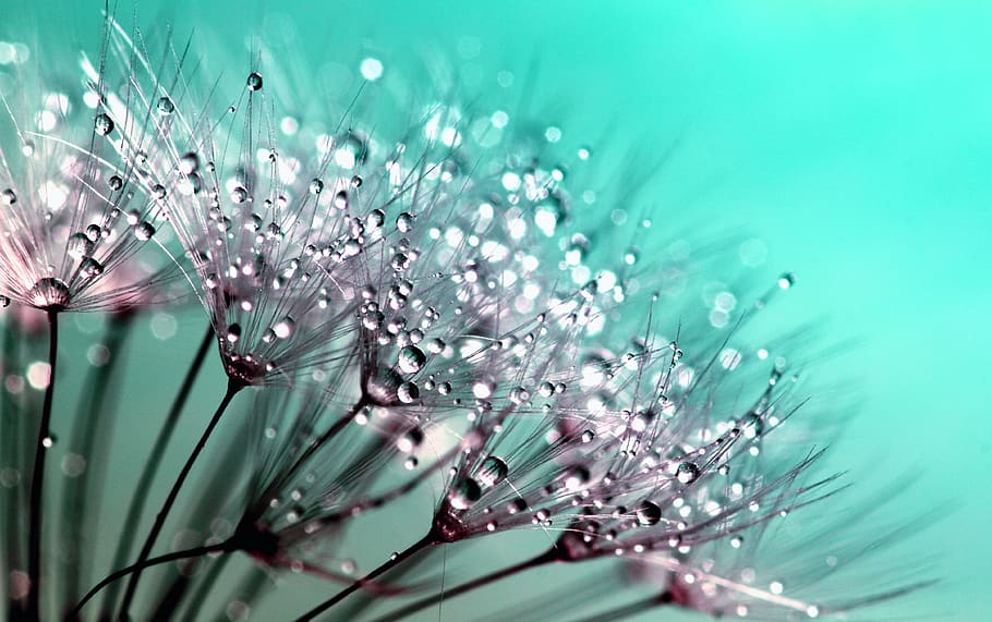 Blue Roses with Dew Drops, photography, dandelion seeds, brightly lit, close up Free HD Wallpaper