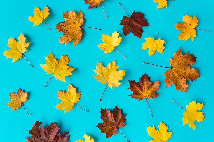 Blue Tree, blue background, leaves, plant, orange color Free HD Wallpaper