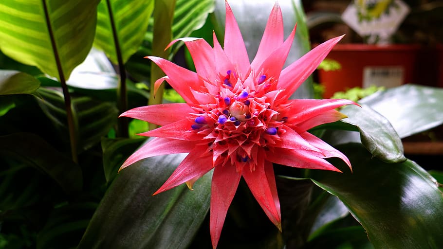 Bromeliad Plant, exotic, inflorescence, plant, springtime Free HD Wallpaper