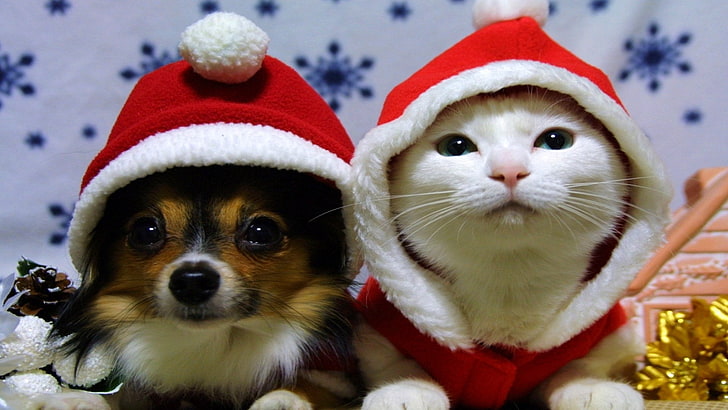 Christmas Cats, pet clothing, whisker, cat, celebration Free HD Wallpaper