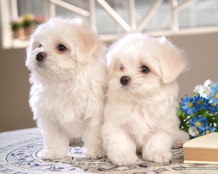 Cute Bichon Frise, white, animal, animals, cute Free HD Wallpaper