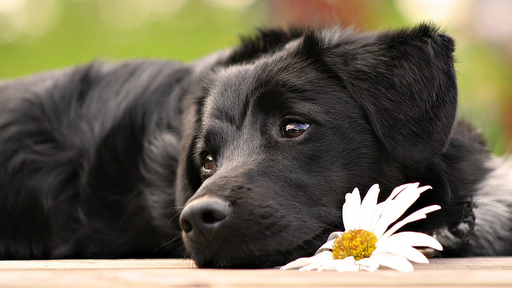 Cute Black Pomeranian Puppies, white flowers, closeup, animal head, flowering plant