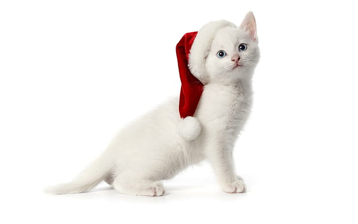 Cute Cat Christmas, cats, christmas, animal, sweet Free HD Wallpaper