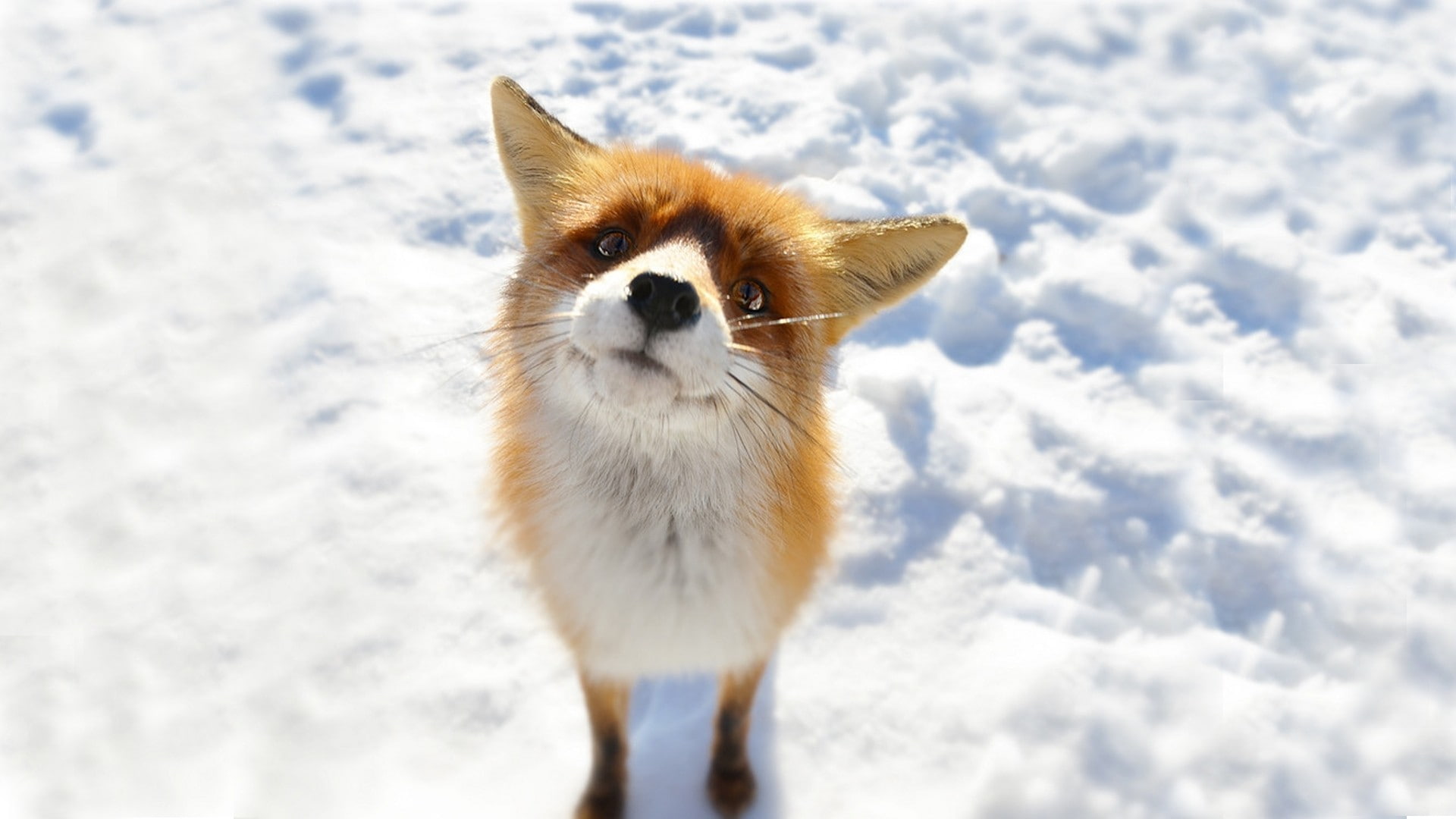 Cute Fox Pups, pets, kitten, toy dog, hair