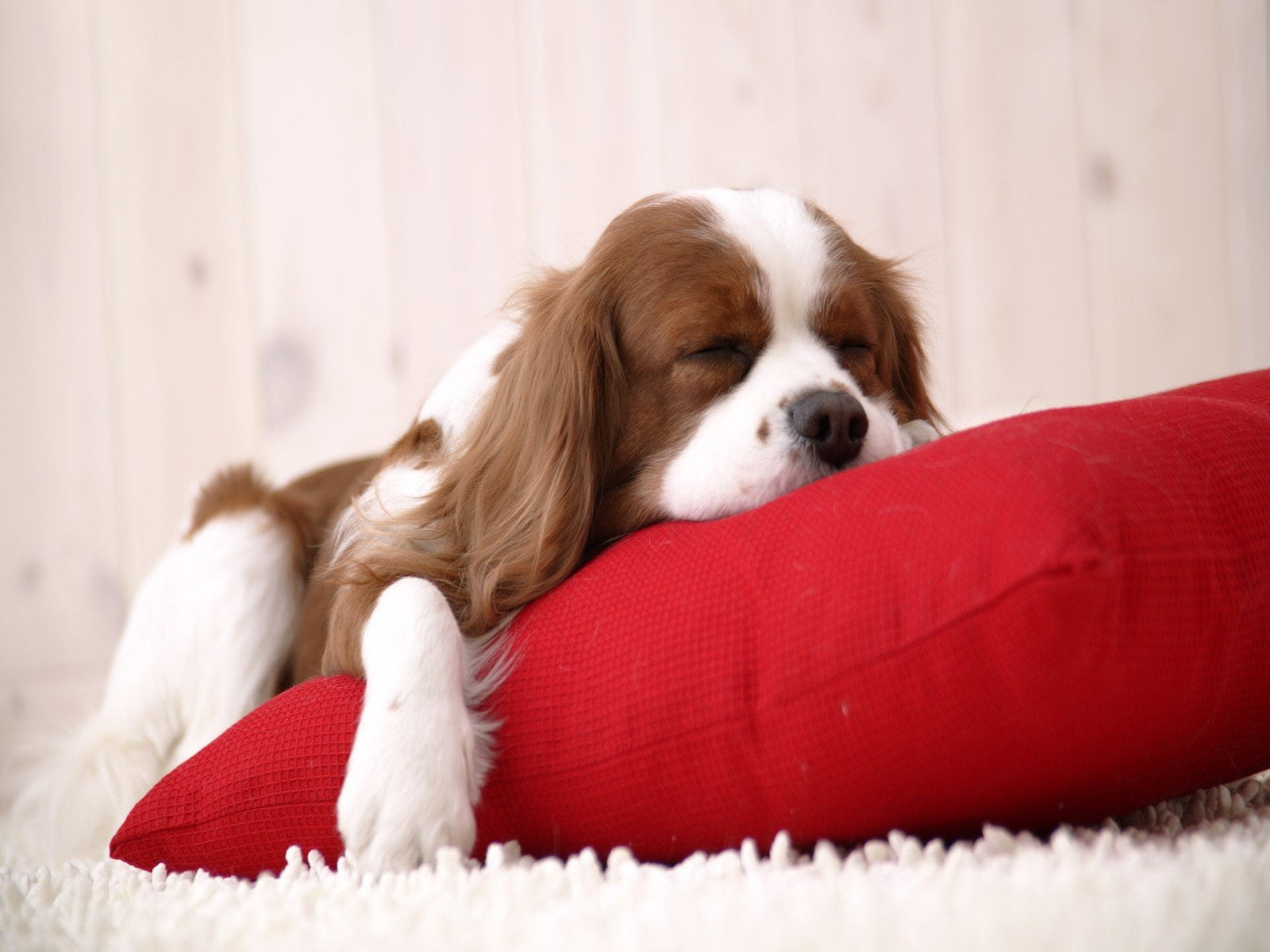 Cute Funny Dog, animals, mammal, small, animal