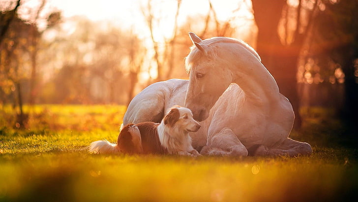 Cute Horse Paintings, friends, grass, horse, dog