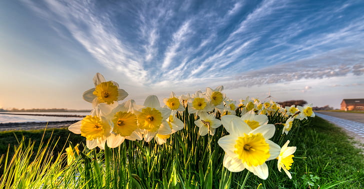 Daffodil Tree, holland, bloemen, zon, bright Free HD Wallpaper