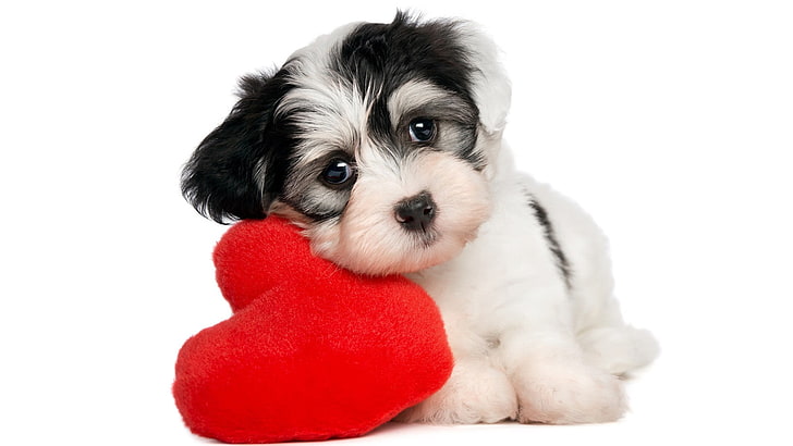 Dog Valentine's Day Cards, studio shot, small, indoors, baby animals Free HD Wallpaper