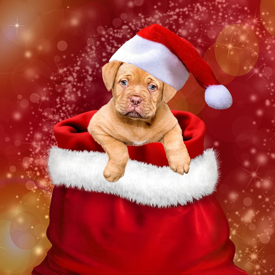 Dog with Cap, celebration, holiday, portrait, clothing Free HD Wallpaper