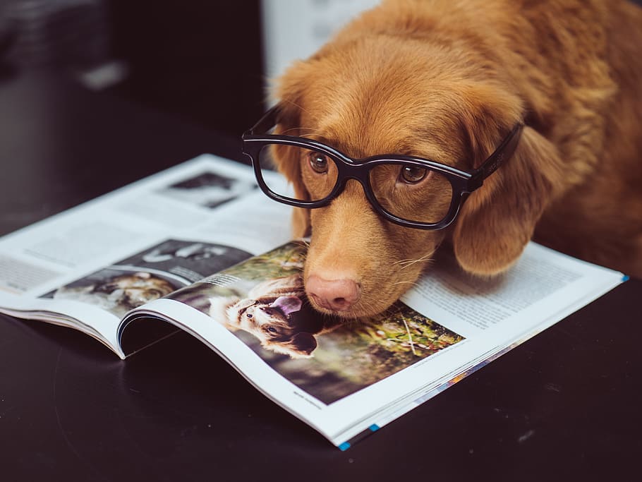 Dogs with Thumbs, literature, office, indoors, style Free HD Wallpaper