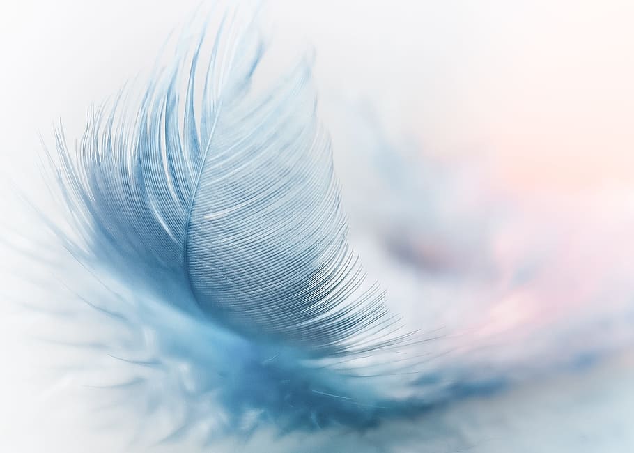 Feather Clip Art PNG, pastel colored, strauss spring, nature, fragility Free HD Wallpaper