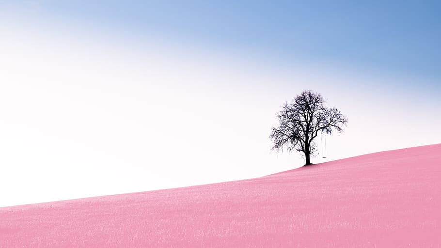 field, magical, plant, tranquility Free HD Wallpaper