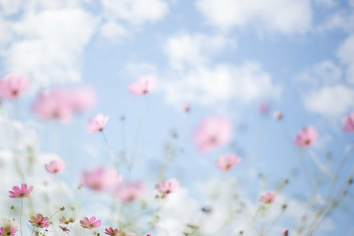 Flower Bouquet HD, autumn sky, pastel, pink color, summer Free HD Wallpaper