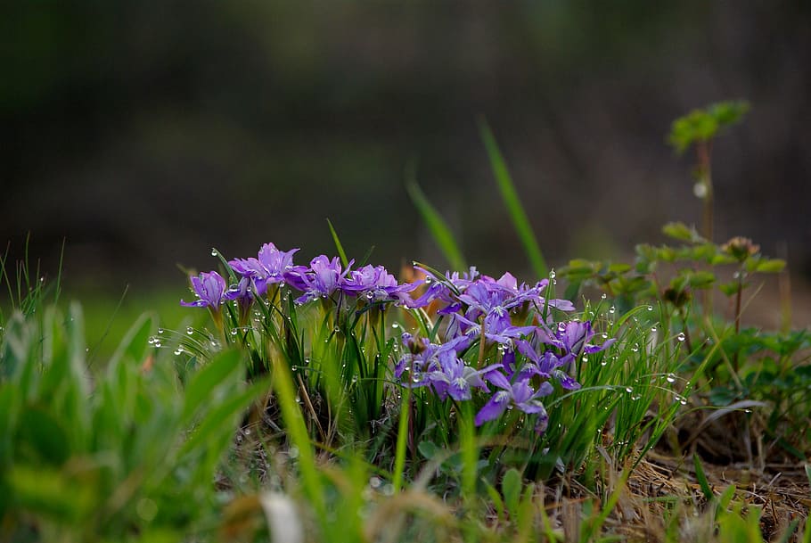 flower head, land, fragility, vulnerability Free HD Wallpaper