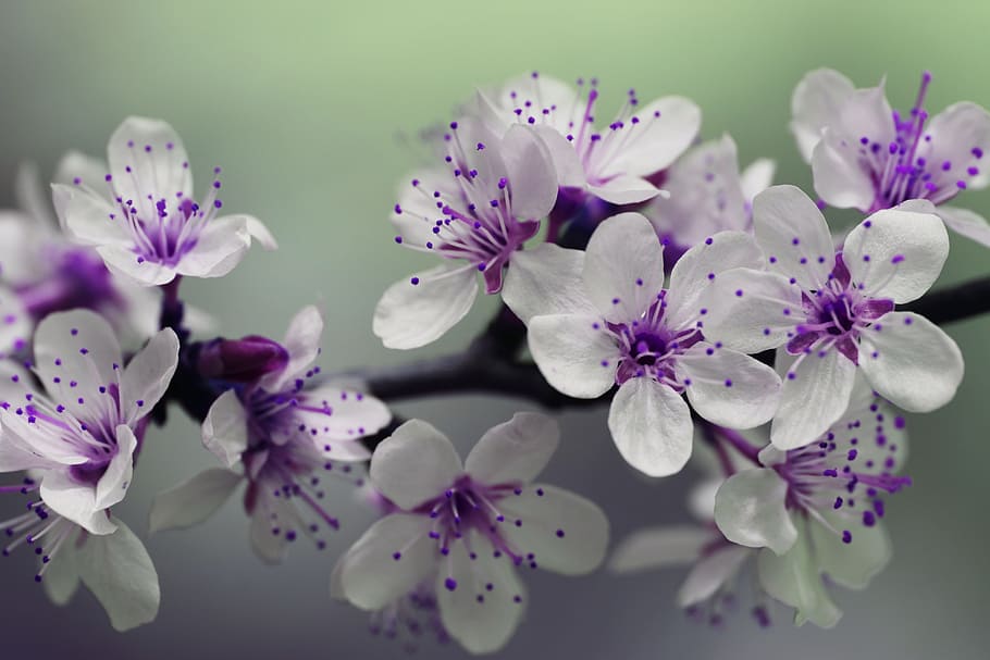 Flowers with 2 Petals, nature, flower arrangement, freshness, selective focus Free HD Wallpaper